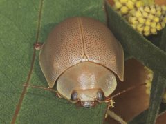 Paropsisterna crocata