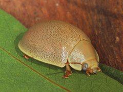 Paropsisterna crocata
