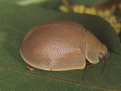 Paropsisterna crocata