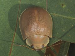 Paropsisterna crocata