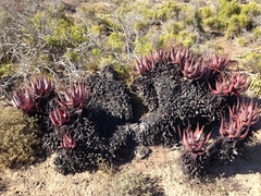 Aloe microstigma framesii