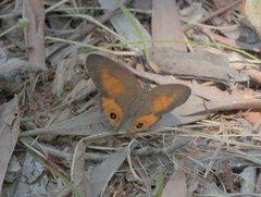 Hypocysta irius