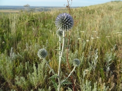 Echinops ritro ruthenicus
