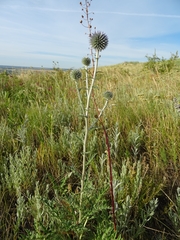 Echinops ritro ruthenicus