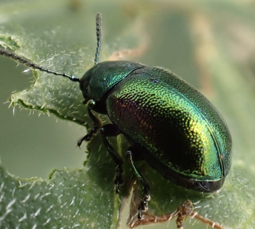 Green Dock Beetle, Donkseweg, Brandwijk, South Holland, NL, photo 8 of 10