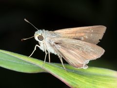 Pelopidas lyelli
