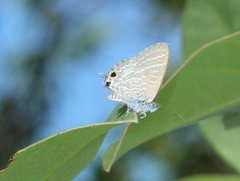 Theclinesthes miskini