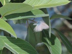 Theclinesthes miskini