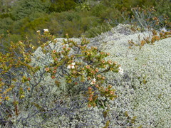 Pimelea traversii traversii