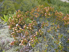 Pimelea traversii traversii