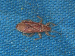 Thaumastocoridae
