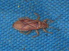 Thaumastocoridae
