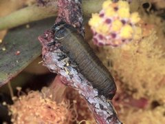 Peltoschema perplexum