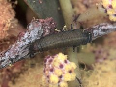 Peltoschema perplexum