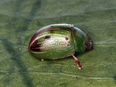 Peltoschema perplexum