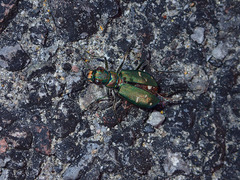 Cicindela depressula