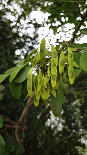 Hardy Rosewood (Dalbergia hupeana)