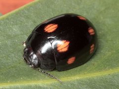 Paropsisterna octosignata