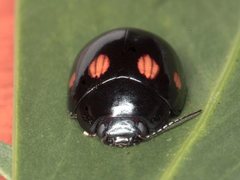 Paropsisterna octosignata