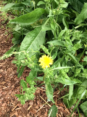 Helminthotheca echioides