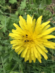 Helminthotheca echioides