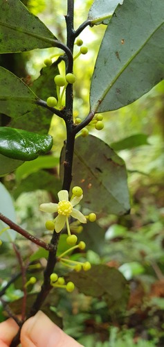 Pseudowintera axillaris (Pseudowintera axillaris)