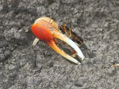 Tubuca coarctata