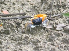 Tubuca coarctata