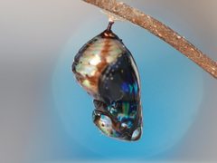 Euploea eichhorni