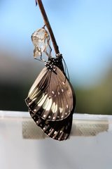 Euploea eichhorni