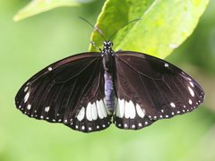 Euploea eichhorni