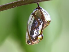 Euploea eichhorni