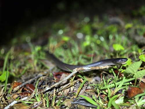 Dark-headed Sabah Groundsnake