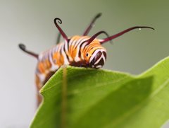 Euploea eichhorni