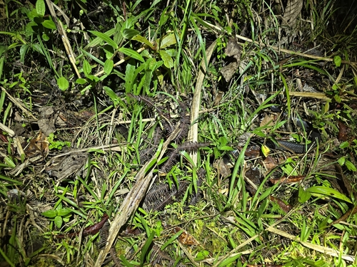 Dark-headed Sabah Groundsnake