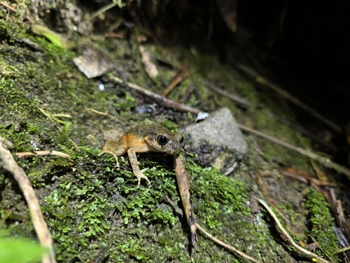 Kinabalu Asian Toad, Leptobrachella arayai