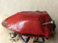 Calliphara imperialis