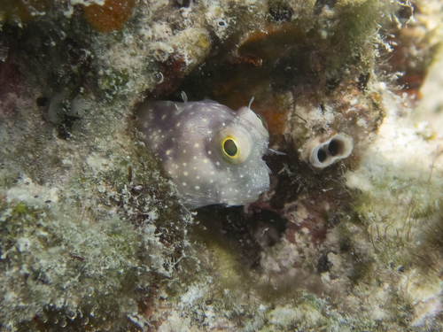 Segmented blenny (Salarias segmentatus) — Blenniidae — 4