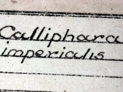 Calliphara imperialis