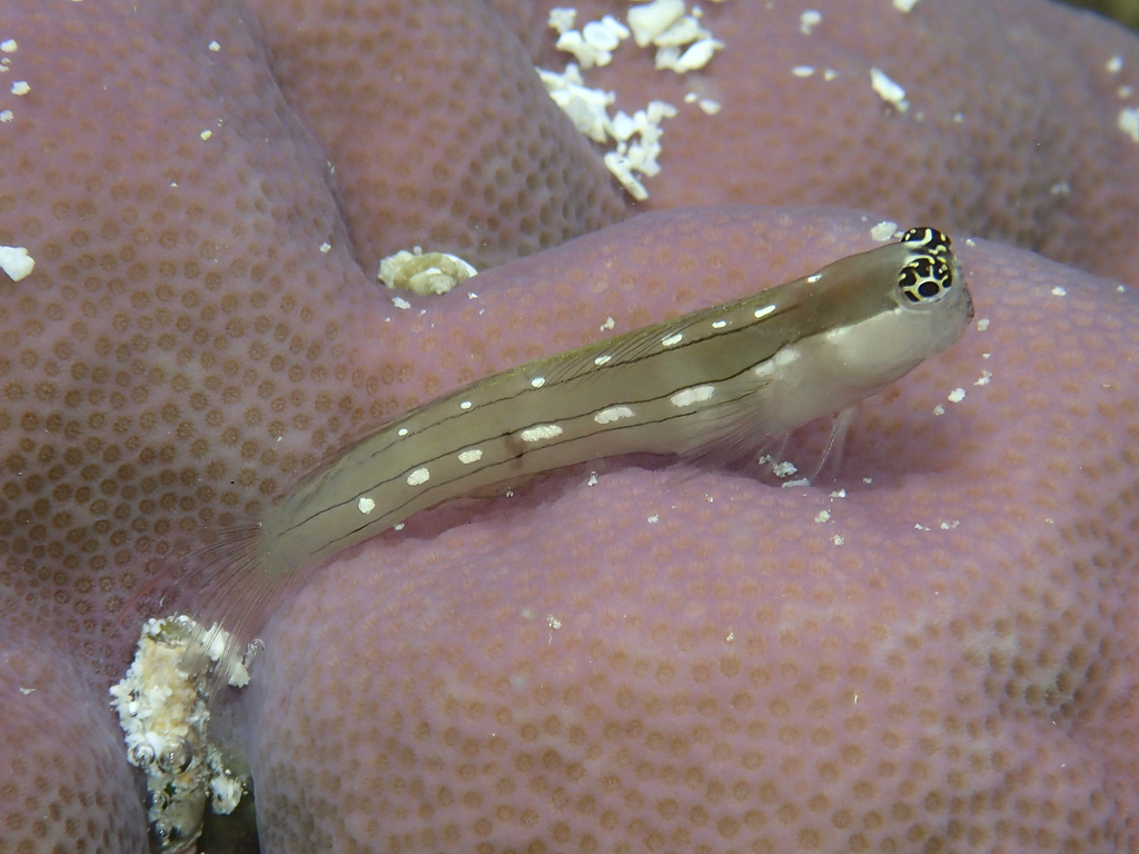 Schroeder's Combtooth Blenny