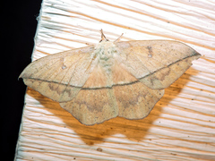 Lonomia electra