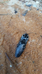 Alaus oculatus