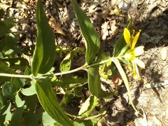 Helianthus mollis