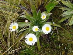 Celmisia semicordata