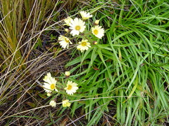 Dolichoglottis lyallii × scorzoneroides