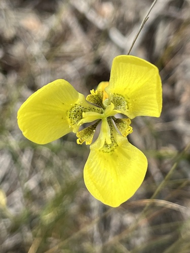Image of Moraea bellendenii by (c) Sean Privett, some rights reserved (CC BY-SA)