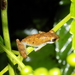 Nongkhor Asian Tree Frog - Photo (c) Anastasia, some rights reserved (CC BY-NC), uploaded by Anastasia