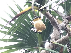 Polyura narcaea meghaduta
