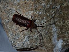 Tragosoma harrisii