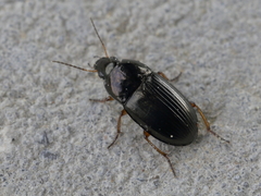Amara familiaris